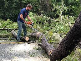 How Our Tree Care Process Works  in  Southern View, IL