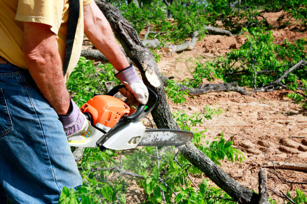 Best Tree Cabling and Bracing  in Southern View, IL